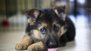 Wat en hoe een puppy in 2-3 maanden te voeren?