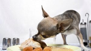 Bir oyuncak terrier ne ve nasıl beslenir?