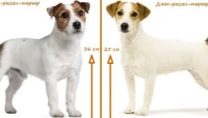 Apakah perbezaan antara terrier parson russell dan terrier jack russell?