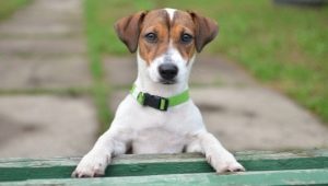 Jack Russell Terrier: breed description, character, standards and content