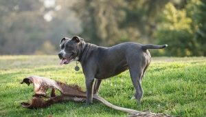 Baka anjing berbulu licin: penerangan dan nuansa penjagaan