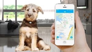 GPS sekliai šunims: kam jūs reikalingi ir kaip juos išsirinkti?