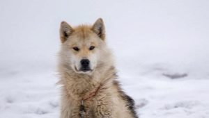 Greenland dogs: breed characteristics and content