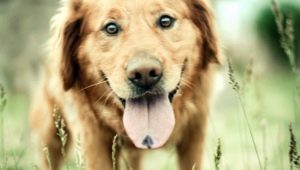 Interessante, lustige und wenig bekannte Fakten über Hunde