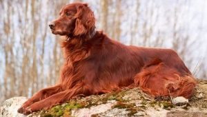 Irish Setter: breed characteristics, temperament and grooming tips