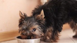 ¿Cómo y qué alimentar a los Yorkshire Terriers?