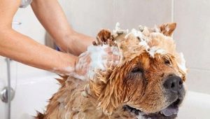 Bagaimana untuk mencuci anjing?