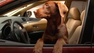 Hoe vervoer je een hond in een auto?