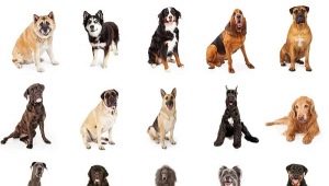 أي نوع من الكلاب أفضل في شقة ومنزل خاص؟