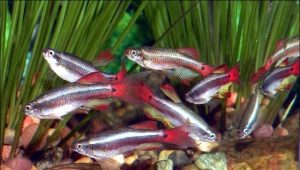 Cardinal: mantenimiento y cuidado de los peces de acuario