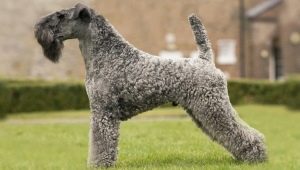 Kerry Blue Terrier: penerangan baka, potongan rambut dan kandungan