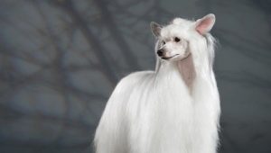 Chinese Crested Downy Dog: all about the breed