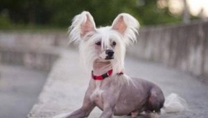 Chinese crested dog: description and subtleties of the content