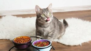 Alimenti per gatti e gatti: tipologie, rating dei produttori e regole di selezione