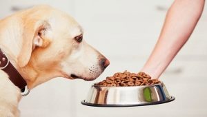 Makanan untuk anjing baka besar: jenis dan kriteria pemilihan
