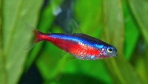 Neon merah: deskripsi ikan, pemeliharaan, dan pengembangbiakan