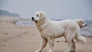 Kuvasz: описание на породата куче, темперамент, грижи