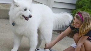 Lavadoras de patas para perros: ¿cuáles son las variedades y cómo utilizarlas?