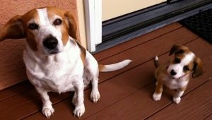 Puppy and adult dog metric: what is it and how to fill it in?