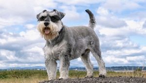 Mittelschnauzer: description of the breed and the nuances of the content