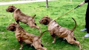 Pumped up dogs: features and an overview of the breeds