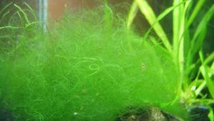 Filamen dalam akuarium: punca alga dan cara melawan