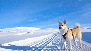Norwegischer Buchhund: Merkmale der Rasse, Pflegeregeln