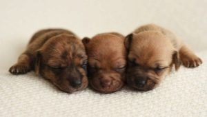Anak anjing yang baru lahir: ciri perkembangan, penentuan jantina dan nuansa penjagaan