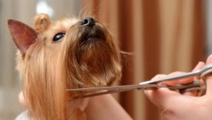 Olló kutyák ápolásához: fajták, követelmények és tippek a választáshoz