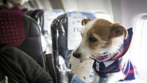 Features of transportation of dogs on the plane