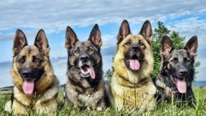 Anjing gembala: jenis, karakteristik, tips seleksi dan perawatan