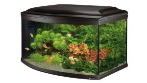 Panoramatická akvária: vlastnosti, odrůdy, výběr a údržba