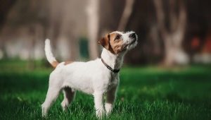 Parson Russell Terrier: veislės aprašymas ir jos turinio ypatybės