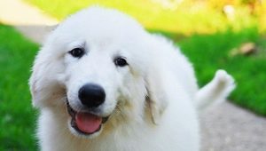 Pyrenean mountain dog: characteristics of the breed and features of care