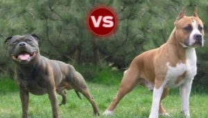 Pitbull og Staffordshire Terrier: de vigtigste forskelle