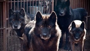 Kreuzungen eines Hundes und eines Wolfes: Merkmale und Typen