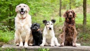 Köpek ırkları: açıklama ve seçim