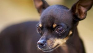 Rules for the care and maintenance of a toy terrier