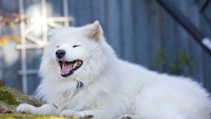 Fluffy dogs: an overview of the breeds