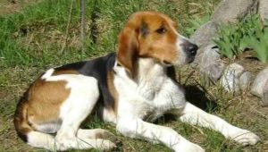Russian hound dog: description and rules of content