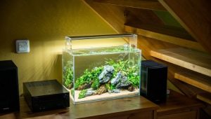 Fish and plants for the nano aquarium
