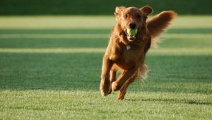 Secretos de enseñar a un perro a dominar Aport