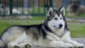 כלבים צפוניים: סקירה של גזעים והמלצות לשמירה