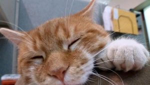 Šešiapirštės katės: kilmė ir savybės