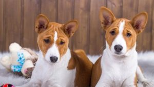 Σκύλοι που δεν ρίχνουν: οι καλύτερες ράτσες και οι αποχρώσεις της φροντίδας τους