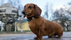 Anjing dengan kaki pendek: perihalan baka dan nuansa penjagaan