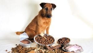 Makanan kering premium untuk anjing