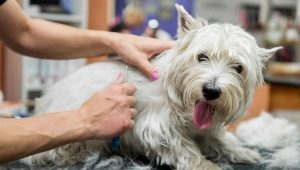 Dog trimming: what is it and how is the procedure performed?