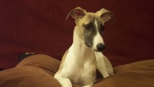 Whippets: characteristics, temperament and features of care
