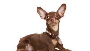 Уши на Toy Terrier: настройка и грижа
